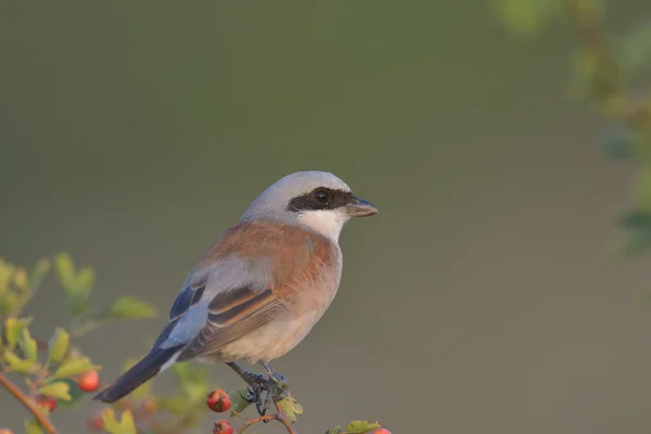 Shrike con respaldo rojo — Foto de Stock