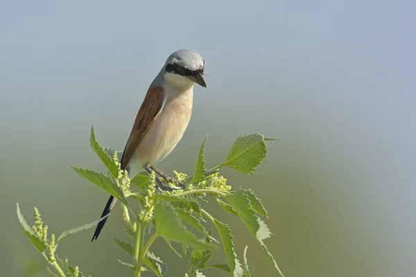 Shrike con respaldo rojo (Lanius collurio ) — Foto de Stock