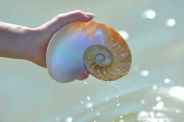 Seção de shell Nautilus na mão — Fotografia de Stock