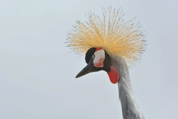 Portrait of Grey Crowned Crane (Balearica regulorum) — Stock Photo, Image