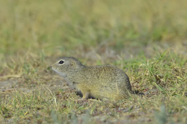 유럽 땅 다람쥐 (Spermophilus citellus) — 스톡 사진