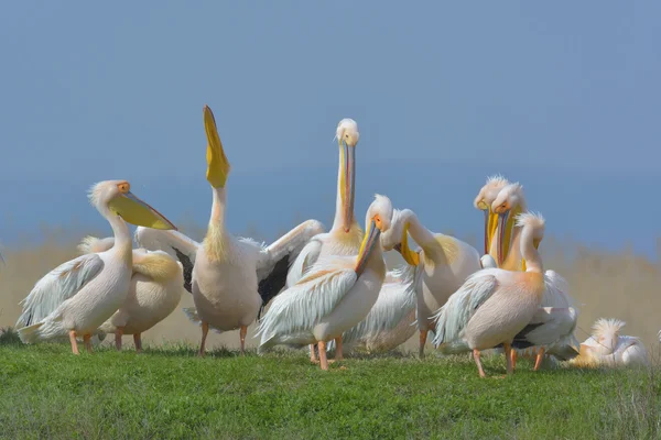 Pelicans in natural habitat (pelecanus onocrotalus) — Stock Photo, Image