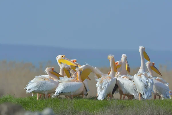 Pelicans in natural habitat (pelecanus onocrotalus) — Stock Photo, Image