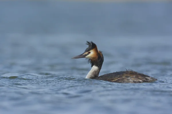 Ptaków wodnych na jeziorze (podiceps cristatus) — Zdjęcie stockowe