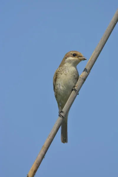 Shrike con respaldo rojo (Lanius collurio ) — Foto de Stock