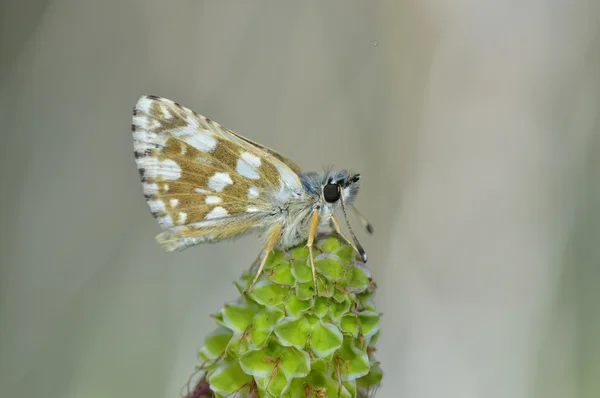 Motyl odkryty wiosną — Zdjęcie stockowe