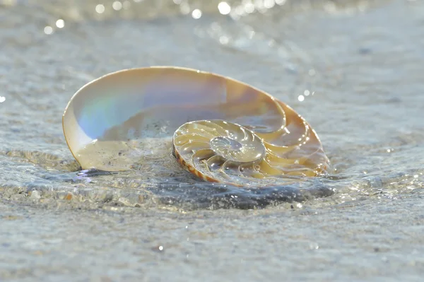 Sectie in Nautilus shell — Stockfoto