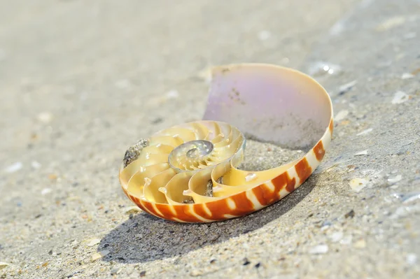 Sectie in Nautilus shell — Stockfoto