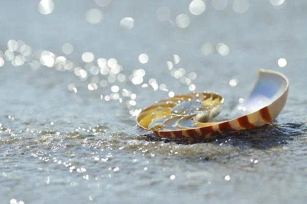 Sectie in Nautilus shell — Stockfoto