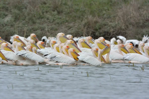 Pelicans in natural habitat (pelecanus onocrotalus) — Stock Photo, Image