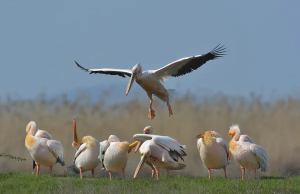 Pelicans in natural habitat (pelecanus onocrotalus) — Stock Photo, Image