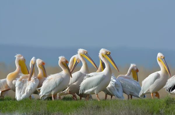 Pelicans in natural habitat (pelecanus onocrotalus) — Stock Photo, Image