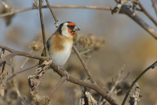 Goldfinch europeu na bardana - carduelis carduelis — Fotografia de Stock