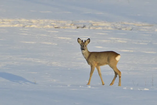 Cervi in inverno in una giornata di sole — Foto Stock