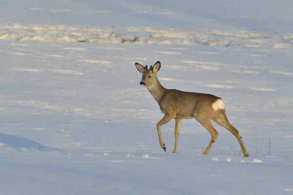 鹿冬季晴朗的一天 — 图库照片