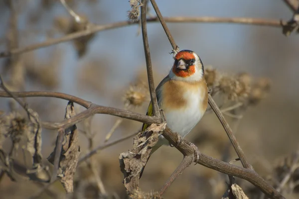 European Goldfinch on the burdock - carduelis carduelis — Stock Photo, Image