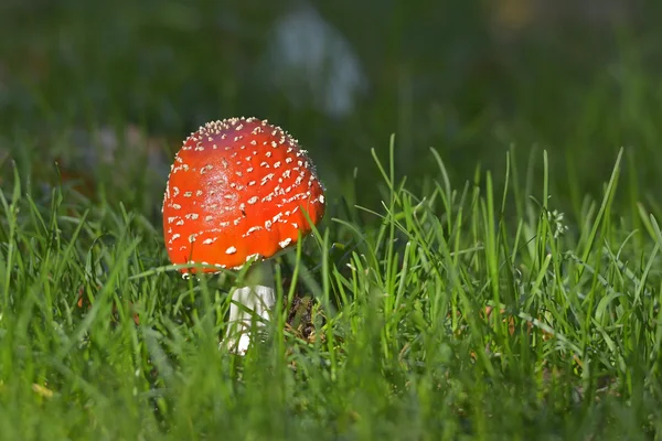 Ormanda mantar — Stok fotoğraf