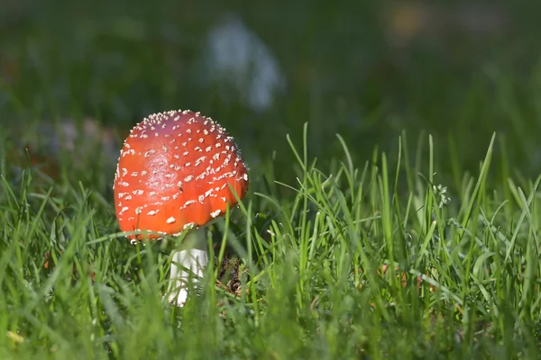 Gomba az erdőben — Stock Fotó