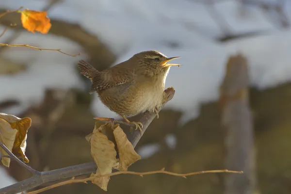 House Wren perched on tree — Stock Photo, Image