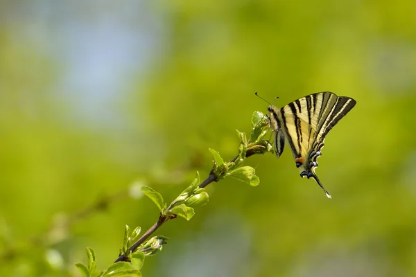 Mariposa - cola de golondrina escasa —  Fotos de Stock