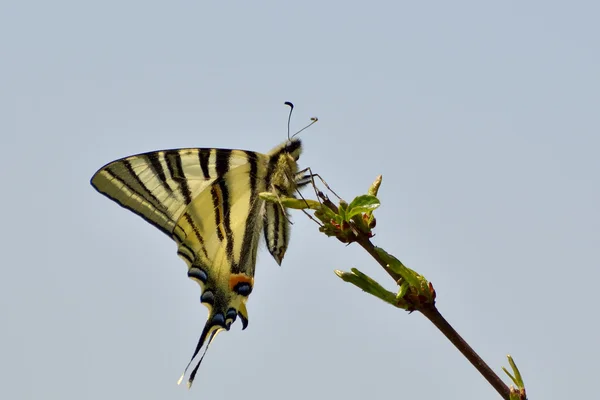 Butterfly - scarce swallowtail — Stock Photo, Image