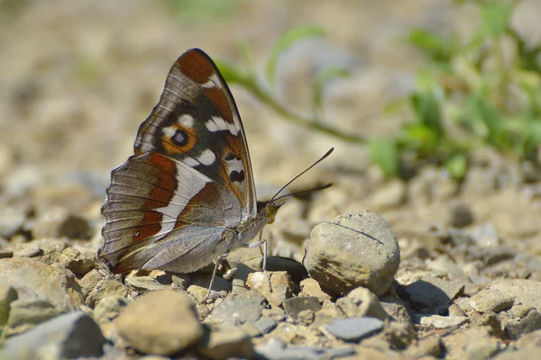 Nymphalis iris (mor İmparator) kelebek — Stok fotoğraf