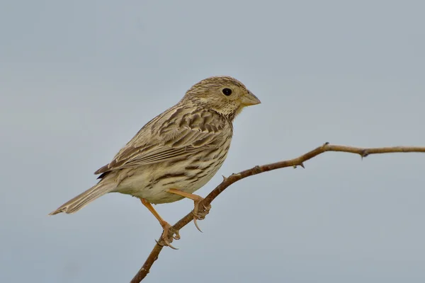 Zblízka kukuřice Strnad miliaria calandra — Stock fotografie