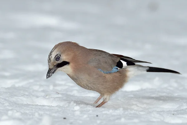 Jay w zimie (garrulus glandarius) — Zdjęcie stockowe