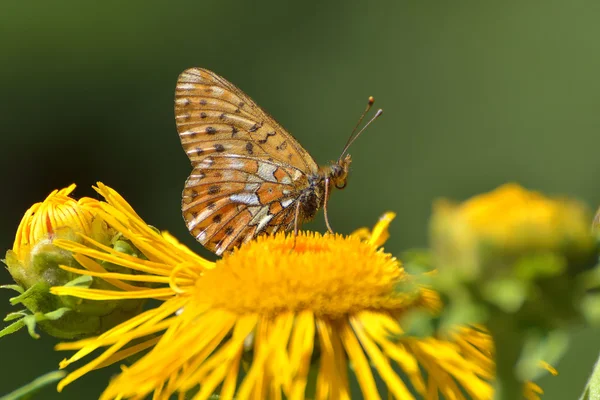 Butterfly (melitaea aethera) — Stock Photo, Image