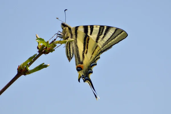 Butterfly - scarce swallowtail — Stock Photo, Image