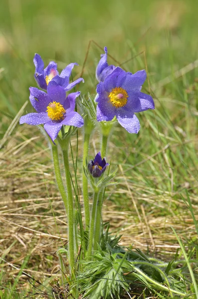 Berg Pulsatilla bloem (pulsatilla montana) — Stockfoto