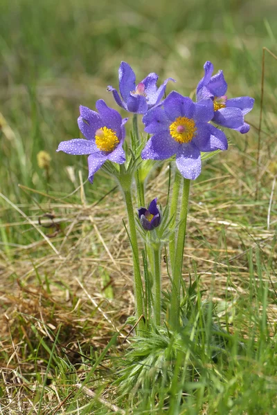 Mountain Pasque flower (Pulsatilla montana) — Stock Photo, Image