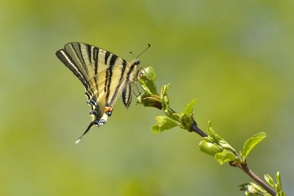 Butterfly - scarce swallowtail — Stock Photo, Image