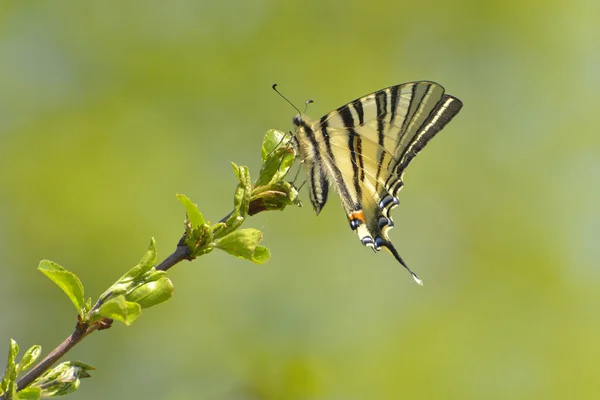 Mariposa - cola de golondrina escasa —  Fotos de Stock