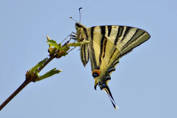 Butterfly - Scarce Swallowtail — Stock Photo, Image