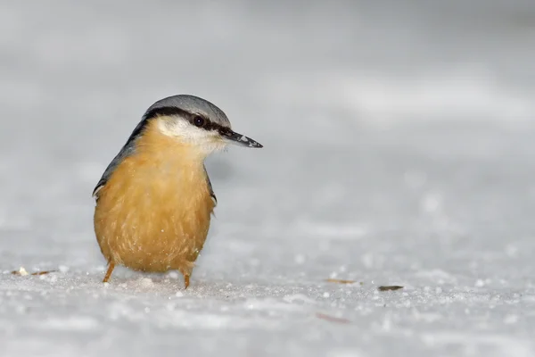 Nötväcka fågel i naturliga livsmiljö (sitta europaea) — Stockfoto