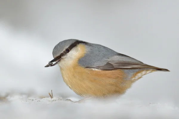 Nuthatch bird en hábitat natural (sitta europaea ) —  Fotos de Stock