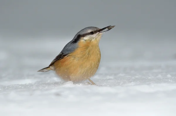 Nuthatch-fugl i naturlig habitat (sitta europaea ) – stockfoto