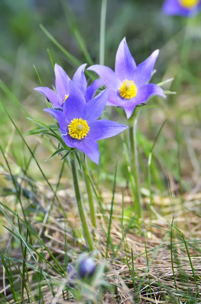 Berg pasqueflower (pulsatilla montana) — Stockfoto