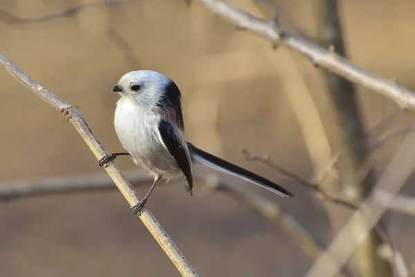 Teta de cola larga (aegithalos caudatus ) — Foto de Stock