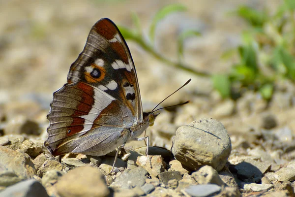 Aglais tęczówki (purpurowy cesarz) motyl — Zdjęcie stockowe
