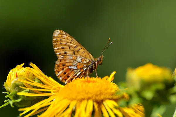 Butterfly (melitaea aethera) — Stock Photo, Image