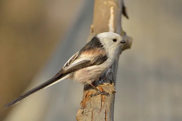 Peito de cauda longa (aegithalos caudatus ) — Fotografia de Stock