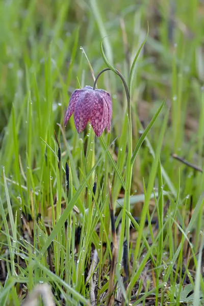 Fritillaria meleagris van slangen hoofd ) — Stockfoto