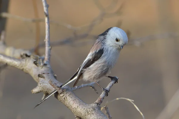 Длиннохвостая синица (aegithalos caudatus  ) — стоковое фото