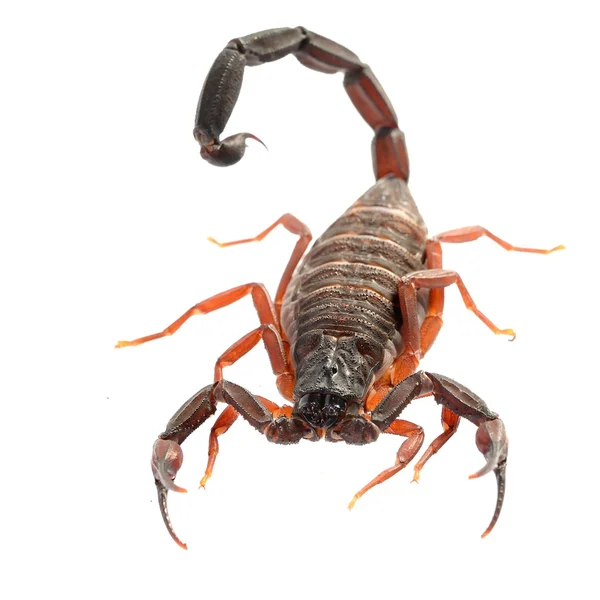 Scorpion centruroides gracilis geïsoleerd op wit — Stockfoto