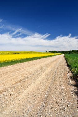 Letonya alan sarı kolza tohumu