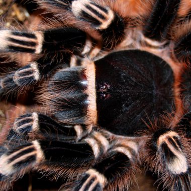 Balck tarantula