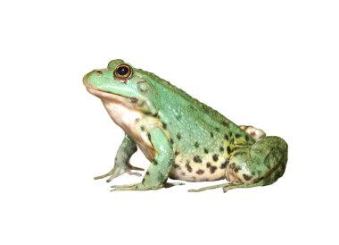 European common green frog in terrarium clipart