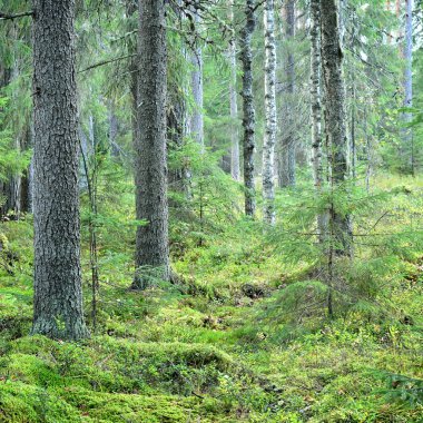 Karanlık çam ormanı sahnesi